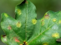 Aceria_macrocheluserinea_agg.jpg
