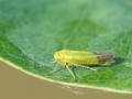 Alebra_cf_viridis.jpg