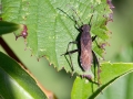 Alydus_calcaratus.jpg