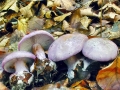 Calonarius sodagnitus