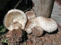 Chlorophyllum brunneum