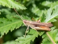 Chorthippus_dorsatus_Maennchen.jpg