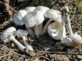 Conioexocarpus cretaceus