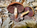 Cortinarius purpureus