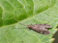 Ecnomus_tenellus.jpg