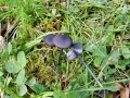 Entoloma_chalybeum.jpg