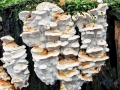 Fomitopsis_serialis.jpg