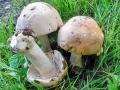 Hebeloma sinapizans