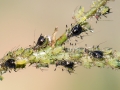 Impatientinum_asiaticum.jpg