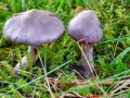 Inocybe_geophylla.jpg