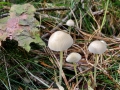Mycena_epipterygia.jpg
