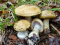 Phlegmacium_olidum.jpg