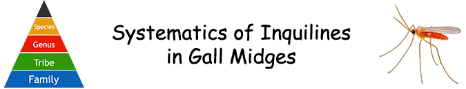 Pflanzengallen - Systematik der Inquilinen Pflanzengallen - Systematik der Inquilinen