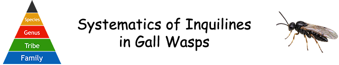 Pflanzengallen - Systematik der Inquilinen