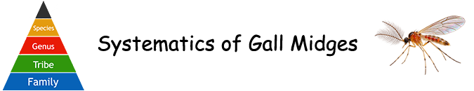 Pflanzengallen - Systematik der Gallmücken (Cecidomyiidae)
