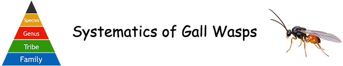 Pflanzengallen - Systematik der Gallwespen (Cynipoidea)