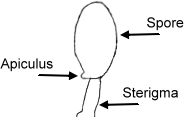 Apiculus