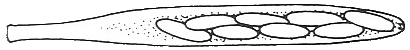 Ascus