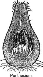 Perithecium
