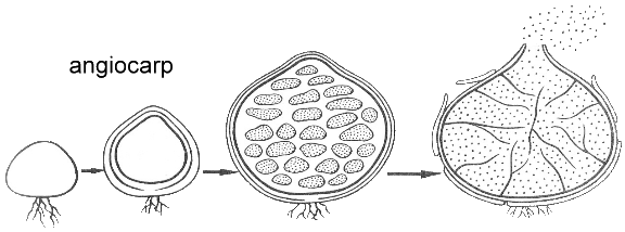 angiocarp
