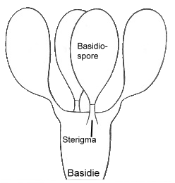 Sterigma