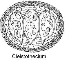 Cleistothecium