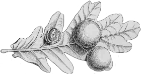 Oak gall