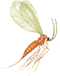 Gall midge