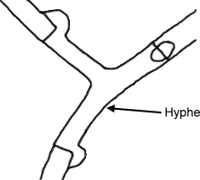 Hypha