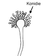Conidia