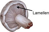 Gills