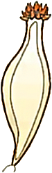 Metuloids