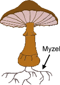 Mycelium