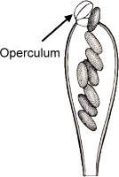Operculum