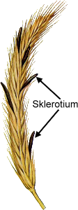 Sclerotium