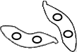 Allantoid