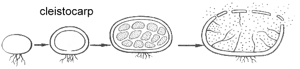 Cleistocarpous