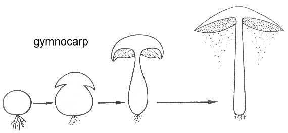 Gymnocarpous