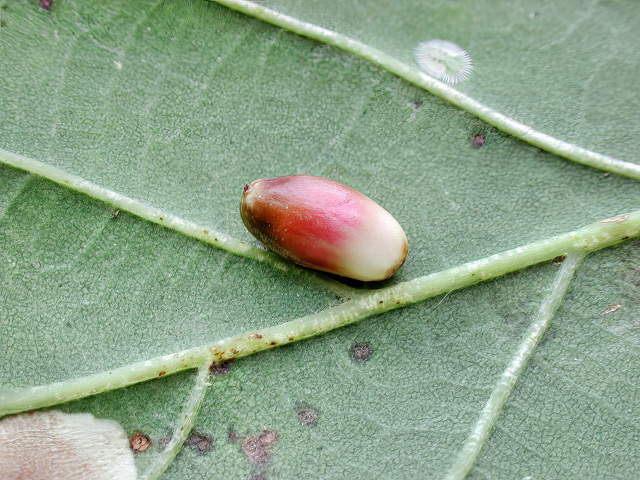 Andricus quercusramuli (parthenogenetische Generation)