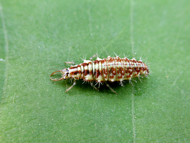 Chrysoperla carnea (Larve)