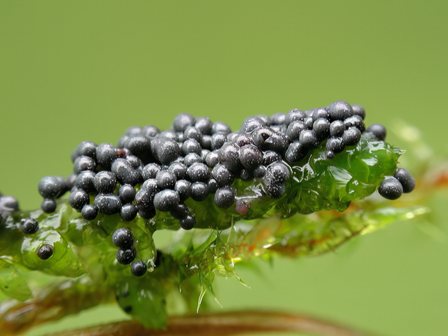 Physarum daamsii