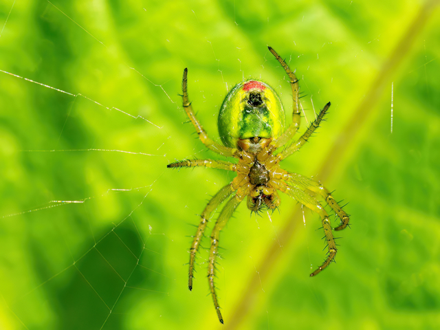 Araniella opisthographa (Weibchen)