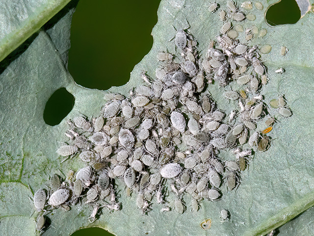 Brevicoryne brassicae