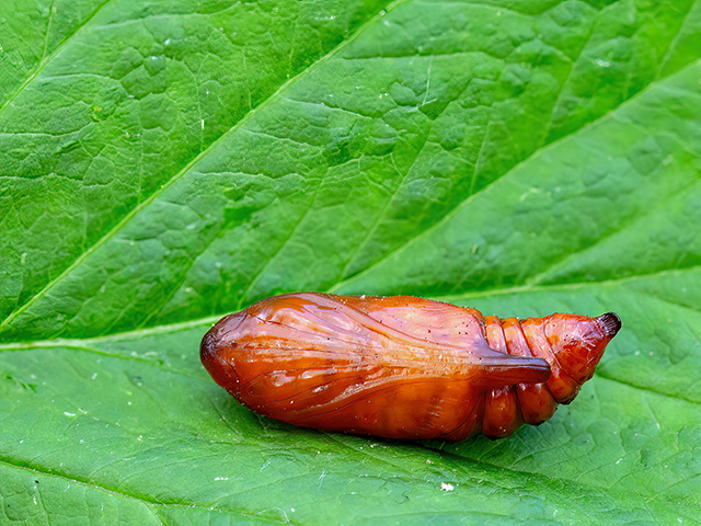 Cucullia verbasci (Puppe)
