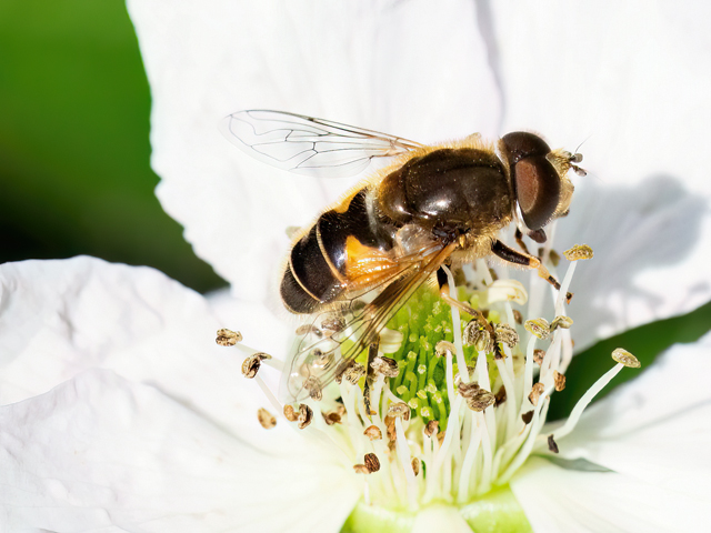 Eristalis interrupta (Männchen)