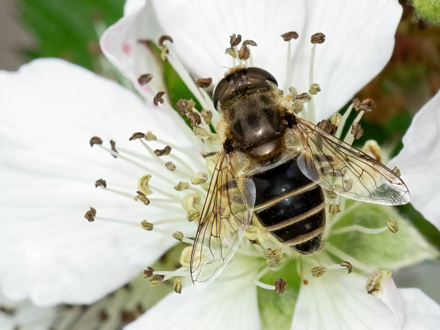 Eristalis interrupta (Weibchen)
