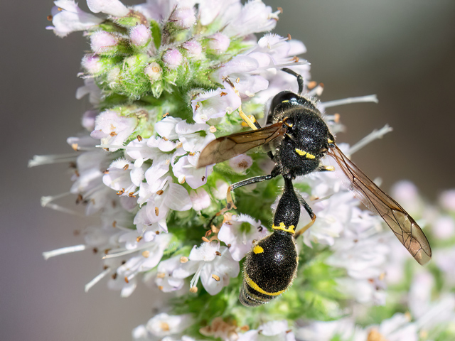 Eumenes papillarius (Männchen)