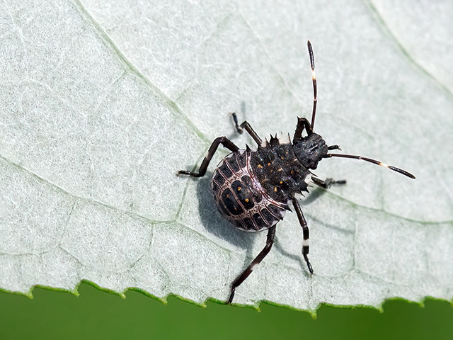 Halyomorpha halys (4.Nymphenstadium)
