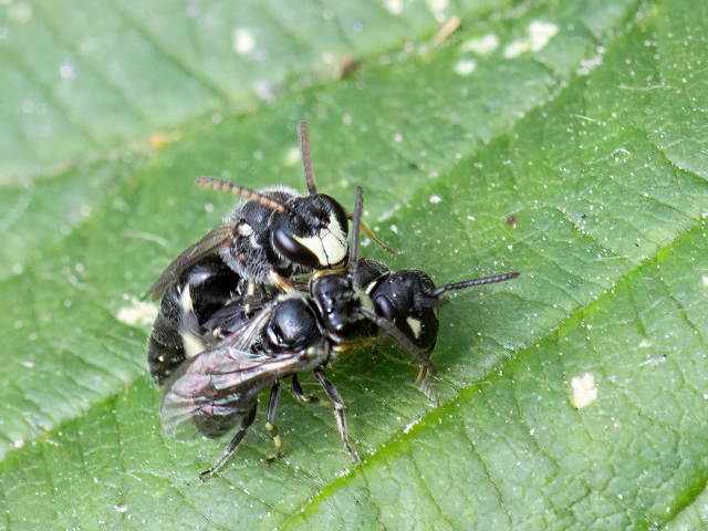 Hylaeus hyalinatus (Paarungsversuch zweier Männchen)