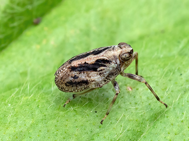 Issus coleoptratus (Weibchen)